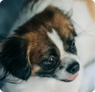 adopted