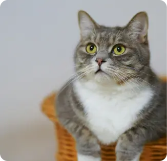 adopted