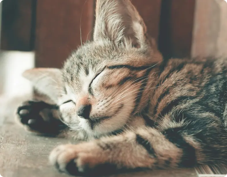 pets